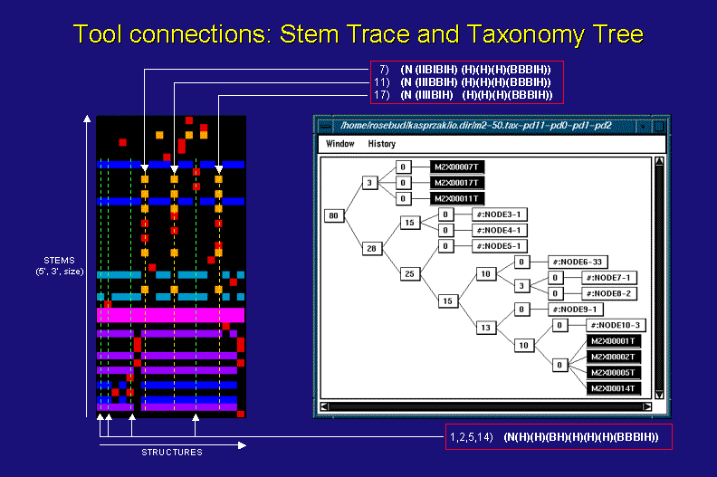 Stem Trace and Taxonomy Tree