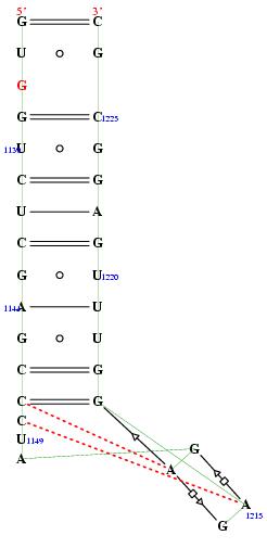 secondary structure of junction 272