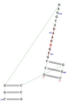 secondary structure of junction 782