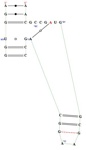 secondary structure of junction 919