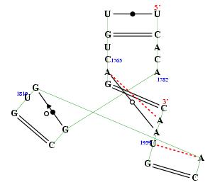 secondary structure of junction 2044
