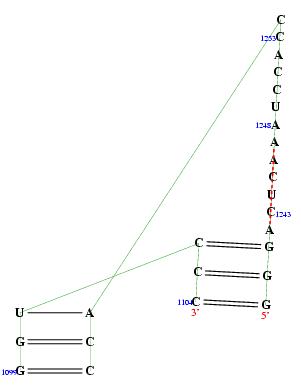 secondary structure of junction 5150