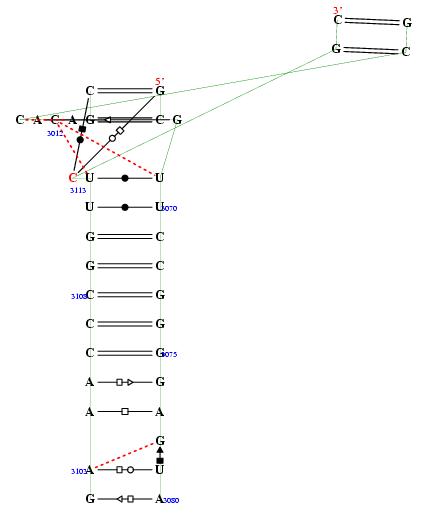 secondary structure of junction 7527
