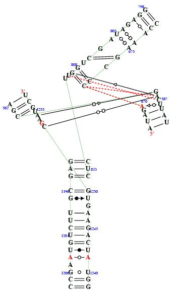 Hit refresh for a different example secondary structure of junction 7889