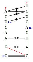 secondary structure of junction 8451